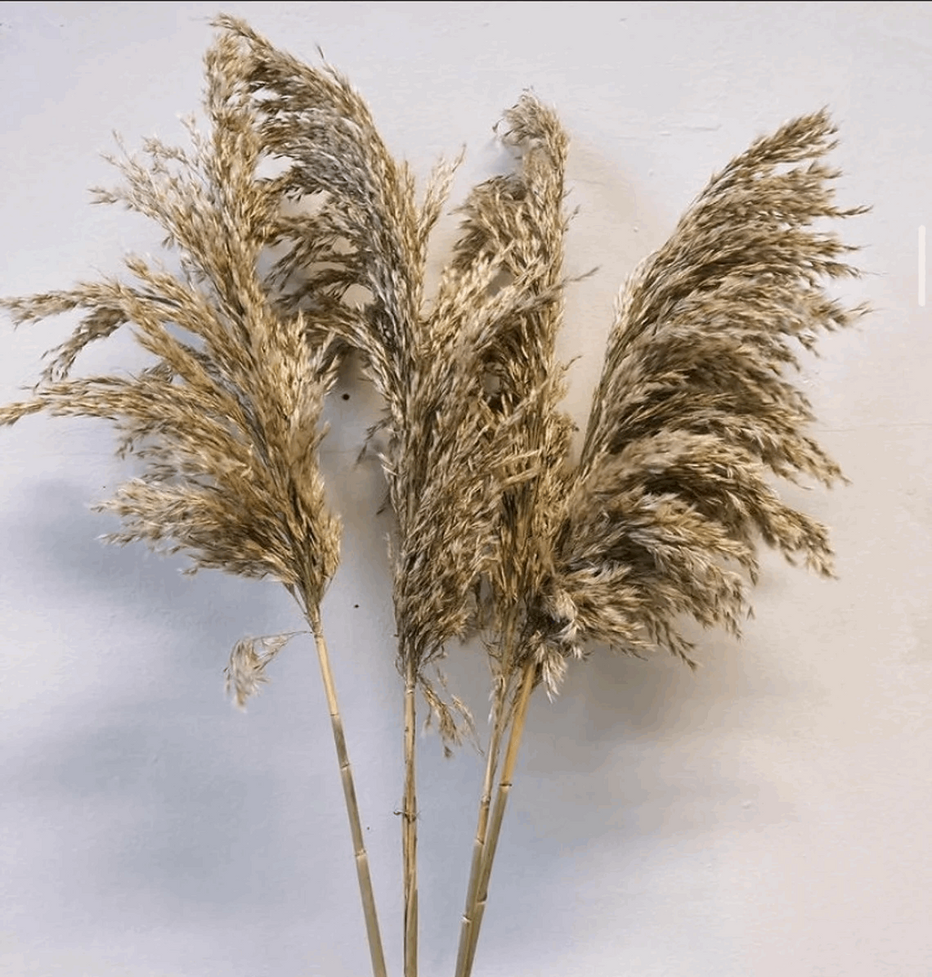 Sorcish Natural Dried Pampas Grass 6 pcs BrownLarge 2.8 Feet Tall Dried Flowers Bunch|Fluffy Grass for Donut Vase Stems Plant Floor Vase Filler for Home Decor,Office,Bedroom,Table Corner Decoration