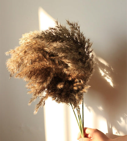 6 PCS Sorcish 100% Natural Fluffy Dried Pampas Grass 6 Small Stick pcs for Small Pot/ Container