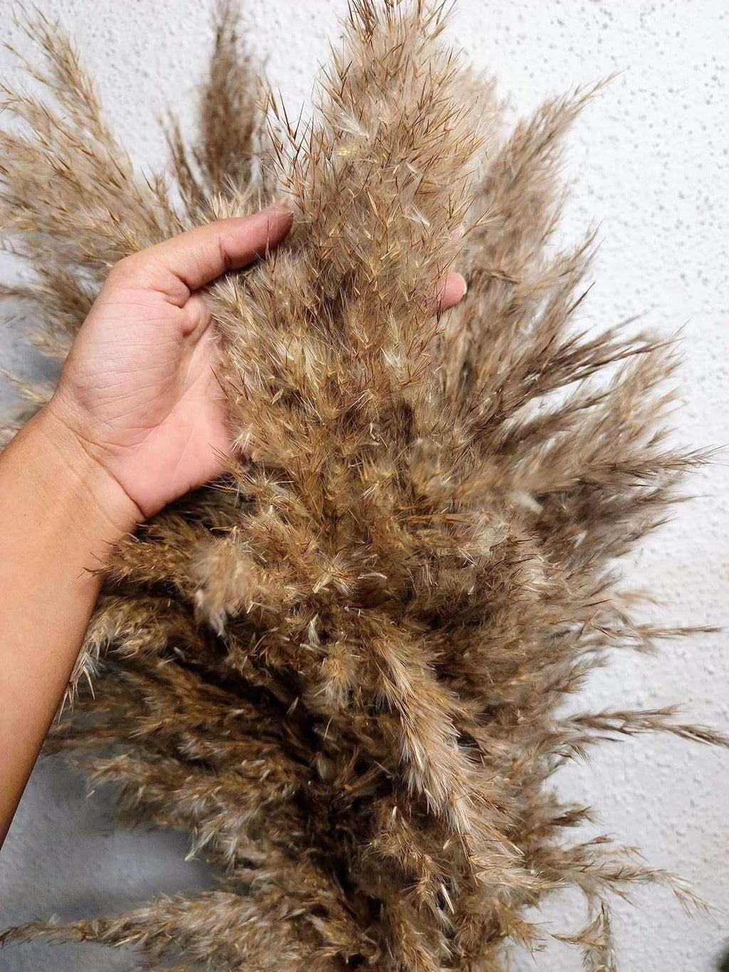 "6 PCS Sorcish 100% Natural Fluffy Dried Pampas Grass 6 Small Stick pcs for Small Pot/ Container"