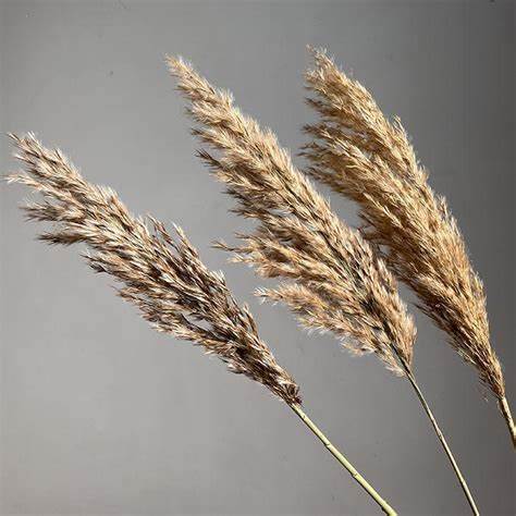 Sorcish Herbe de la Pampa Naturelle Séchée 6 pcs Grande 85 cm de Haut Bouquet de Fleurs Séchées | Herbe Moelleuse pour Vase Donut Tiges Plante de Sol Vase Remplisseur pour Décoration d'Intérieur, Bureau, Chambre, Coin de Table