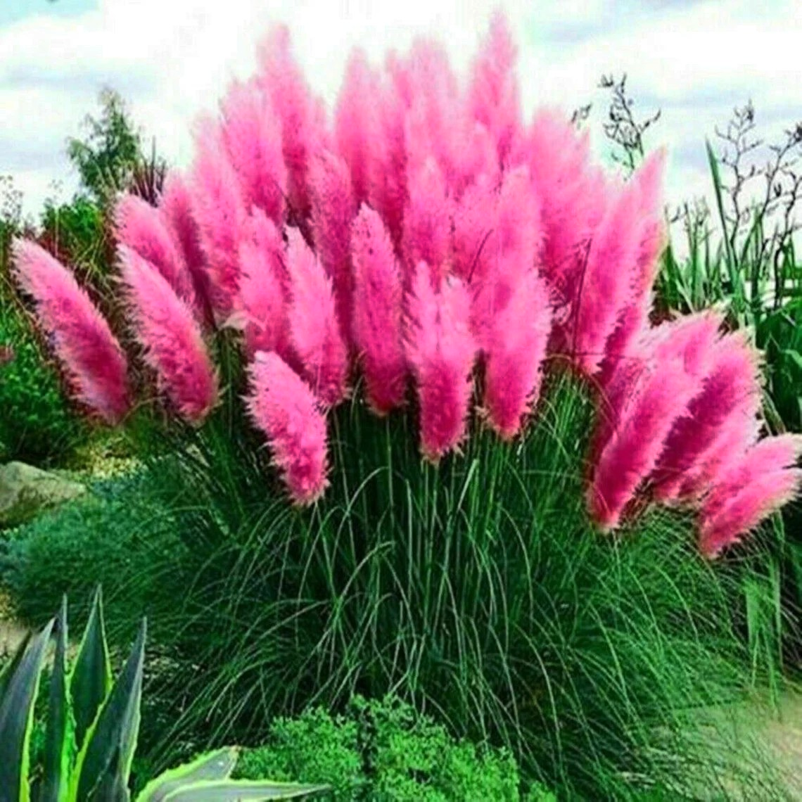 Flamingo Pink Pampas Grass Large 6-Stick - Luxury Dried Flower Arrangement India