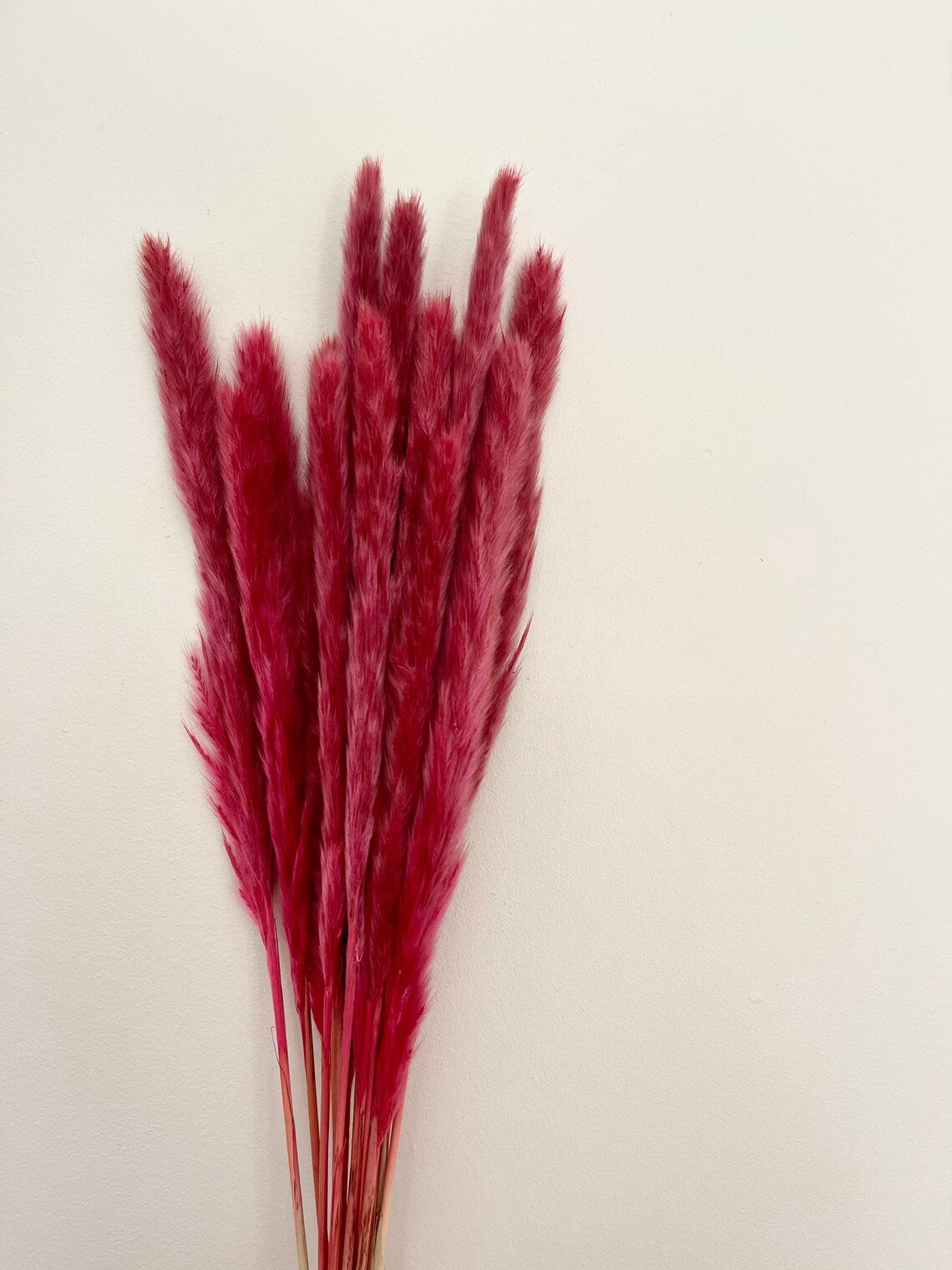 Coral Red Pampas Grass Bundle - Premium Dried Flowers for Luxury Home Decor India