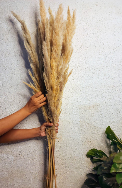 Sorcish natural off-white Pampas Grass , Large, Natural Dried 6 stick