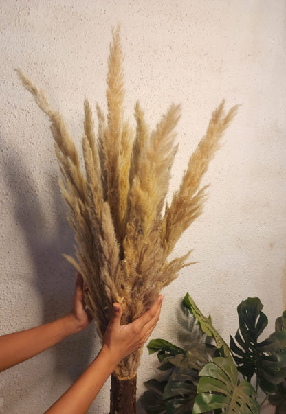 Sorcish natural off-white Pampas Grass , Large, Natural Dried 6 stick