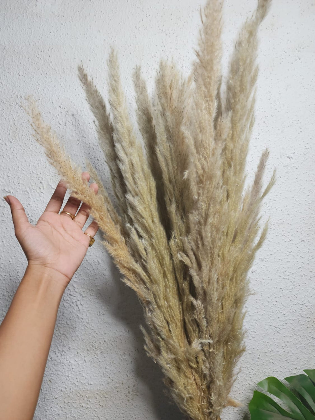 Sorcish natural off-white Pampas Grass , Large, Natural Dried 6 stick