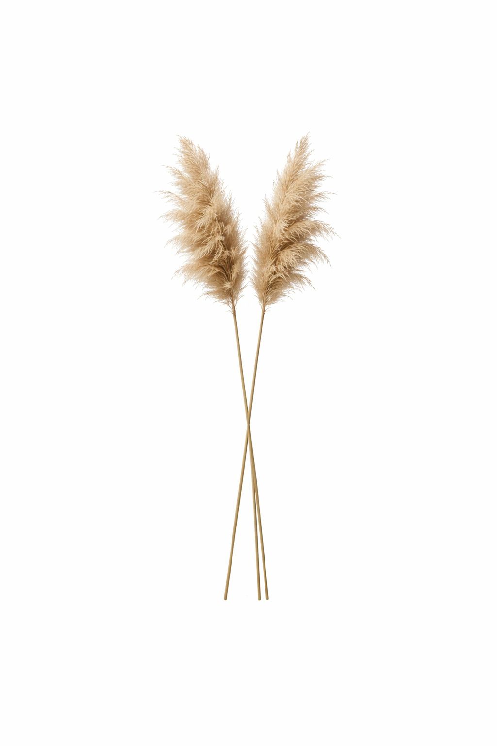 Natural Brown Dried Pampas Grass (2 PCS) – Boho Decorative Pampas Stems for Vase Décor, Living Room, Wedding & Minimalist Home Styling