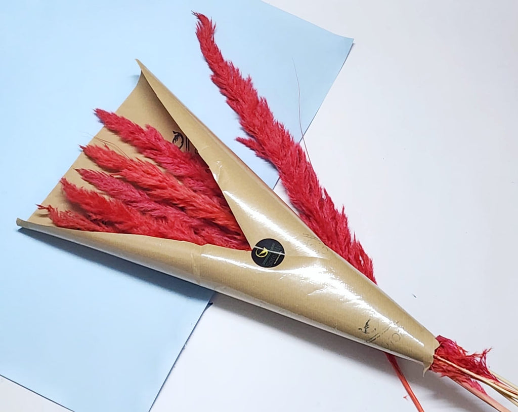 Sorcish Coral Red Pampas Grass