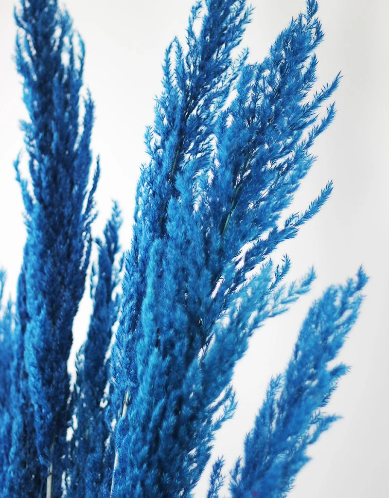 A bundle of blue dried pampas grass with fluffy plumes.