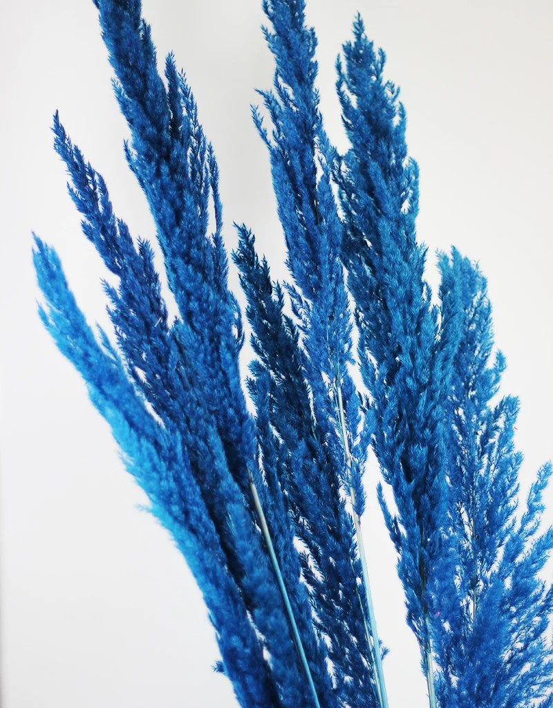 Blue Pampas Grass Large 6-Stick Bundle - Luxury Dried Flowers for Home Décor India