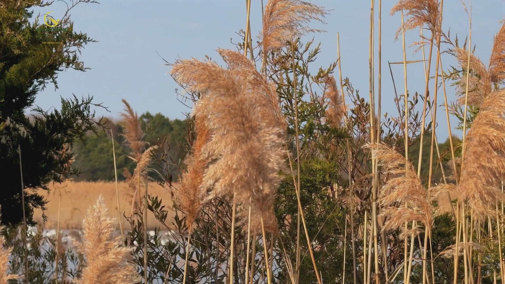 Buy Luxury Scented Candles & Home Décor Dried Pampas Grass Online in India | Sorcish